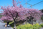 河津桜まつり 河津桜まつり