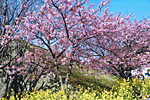 伊豆急行線路法面の桜 伊豆急行線路法面の桜