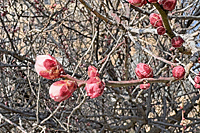 �Q���c��ݎn�߂��~